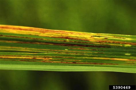 bacterial leaf streak xanthomonas oryzae pv oryzicola  rice oryza sativa