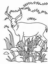Antelope Grassland Mewarnai Pemandangan Antelop Sungai Colouring Savanna Antilope Pintarcolorir Watching Kuda Delman Coloringhome Calistung Terlengkap sketch template