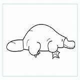 Platypus sketch template