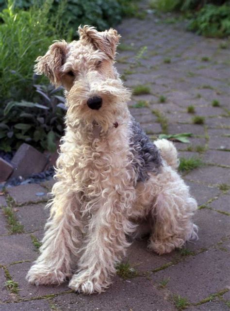 pictures  wire haired terriers dog breeds dog breeds picture