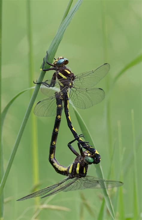 Dragonfly Sex Prairie Garden Trust