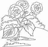 Begonia Bestcoloringpages sketch template