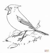 Cardinal Cardinals Bird Supercoloring Nothern Designlooter sketch template
