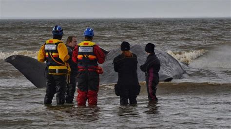 sperm whale stranded on hunstanton beach dies bbc news