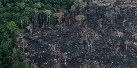 amazon deforestation increases  record   st