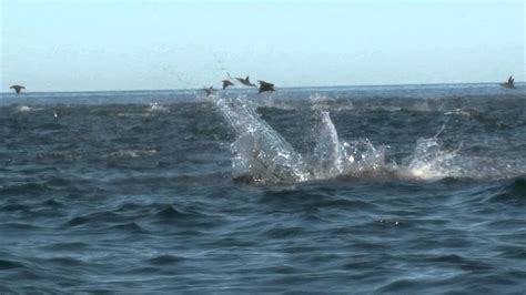 manta rays jumping youtube