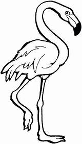Flamingo Pink Coloring Pages Color Rose Flamant Coloriage Getdrawings Printable Tableau Choisir Un sketch template