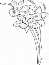 Daffodil Daffodils Stained sketch template