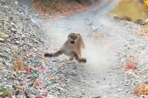 intense video cougar stalks hiker for 6 full minutes in utah not the bee