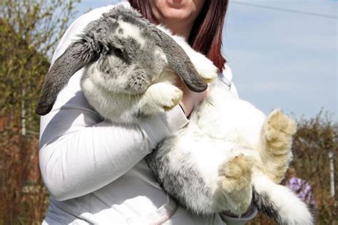 adorable giant french lop comment french lop and french
