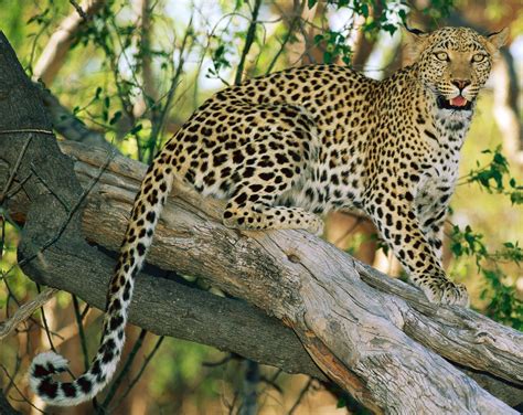leopard facts  kids leopards spots dk find