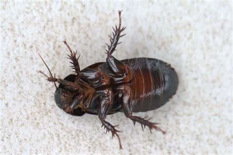 Wood Roaches A Complete Guide Pestseek