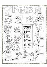 Pets Coloring Matching Worksheet Preview Esl Animals Kids sketch template