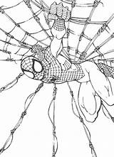 Spiderman Ragnatela Coloradisegni sketch template