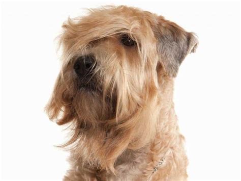 whoodle  poodle  soft coated wheaten terrier mix firstpawz