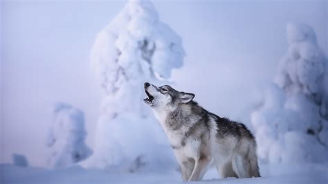 wolf  howling standing  snow  snow field background hd wolf wallpapers hd wallpapers