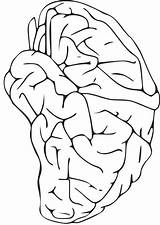 Colorear Cerebro Cervello Disegno sketch template