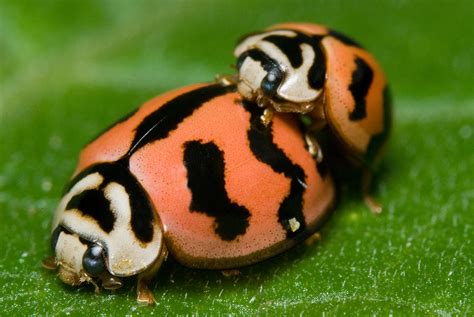 Lady Bugs In Sex Photograph By Jordan Lye