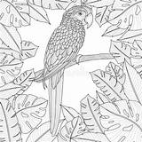 Parrot Doodle sketch template