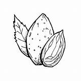Almond Drawing Getdrawings sketch template