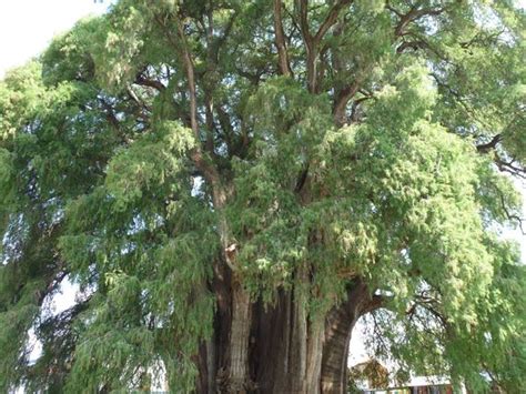 photo   week  oldest   widest tree  mexico tule tree