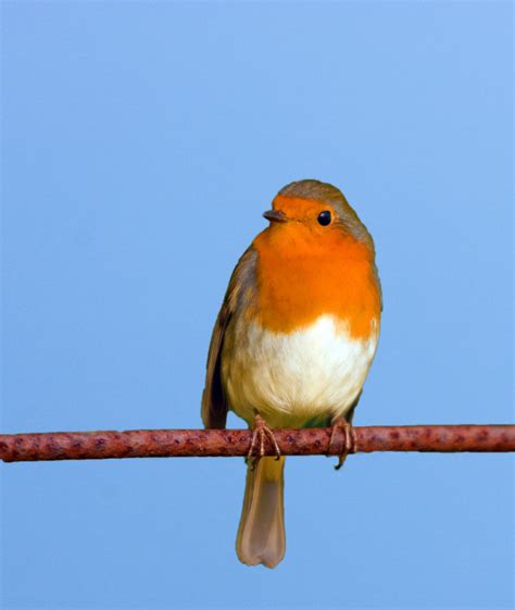 robin bird  stock photo public domain pictures