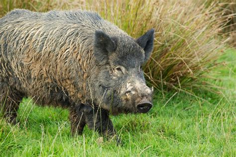 row erupts   wild boar cull  intimidation  national trust