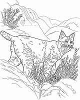 Lynx Bobcat Lince Ausmalbilder Colorir Luchs Malvorlage Rossa Linci Ausmalbild Roux Selvagens Selvagem Printmania Colorironline sketch template
