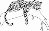 Giaguaro Jaguars Raskrasil Stamp Disegni Getcolorings sketch template