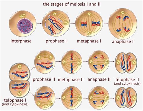 essential ideas  meiosis meiosis teaching biology animal cell
