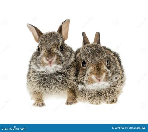 baby bunny rabbits stock image image