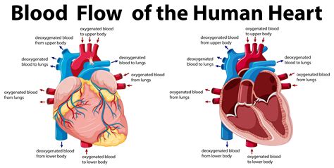blood flow   human heart  vector art  vecteezy