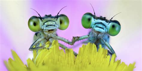 secrets   insect world thatll     hug  bug huffpost