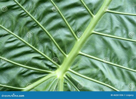 texture  elephant ear leaf stock photo image  huge plant