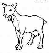Goat Coloring Pages Printable Goats Baby Color Drawing Cute Animal Female Sheet Kids Print Billy Sheets Animals Nanny Supercoloring Farm sketch template