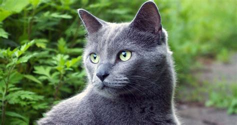de blauwe rus een uitzonderlijke mooie kat kattenras info