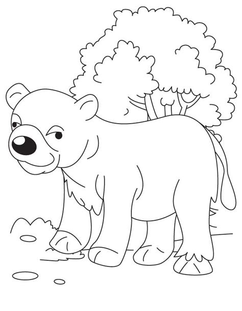 bear cub  jungle coloring page