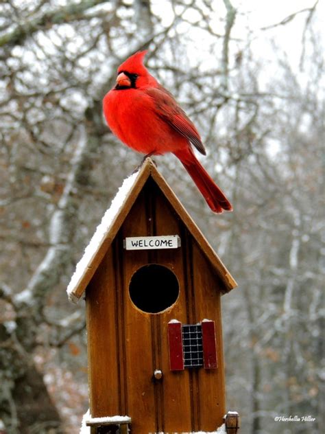 items similar  red cardinal home decor bird photography  shipping fine art photography