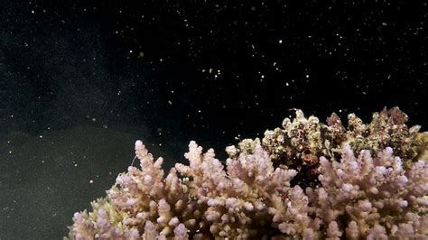 great barrier reef coral spawning is a wild and bizarre