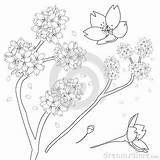 Prunus Blossom Coloring Designlooter Serrulata Sakura Cherry Outline Japan Flower National Illustration Vector sketch template