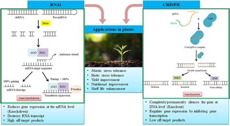 Plants Free Full Text Rna Interference And Crispr Cas Gene Editing