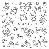 Insectes Doodle sketch template