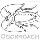 Cockroach Madagascar sketch template