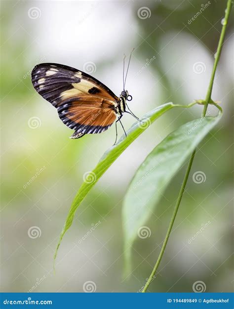 prachtige numata met een beugheliconius numata op een blad  het regenwoud amazon  zuid