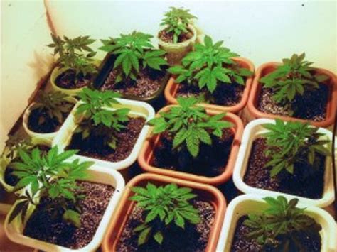 law  clean energy mandatory  medicinal marijuana growers