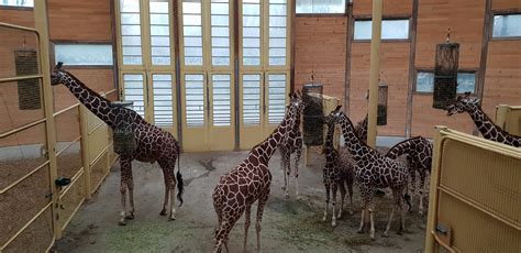 giraffe indoor enclosure zoochat