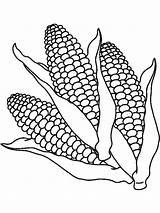 Corn Coloring Pages Template Vegetables sketch template