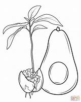 Avocado Coloring Pages Fruits Grows Printable Fruit Drawing Ackee Color Colouring Jamaican Colorings Adult Kids sketch template
