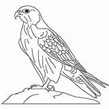 Falcon Coloring Pages Drawing Gyrfalcon Peregrine Line Printable Millennium Toddlers Designlooter Getdrawings sketch template