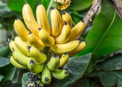 Growing Banana Trees Planting Guide Care Problems And Harvest Hot Sex